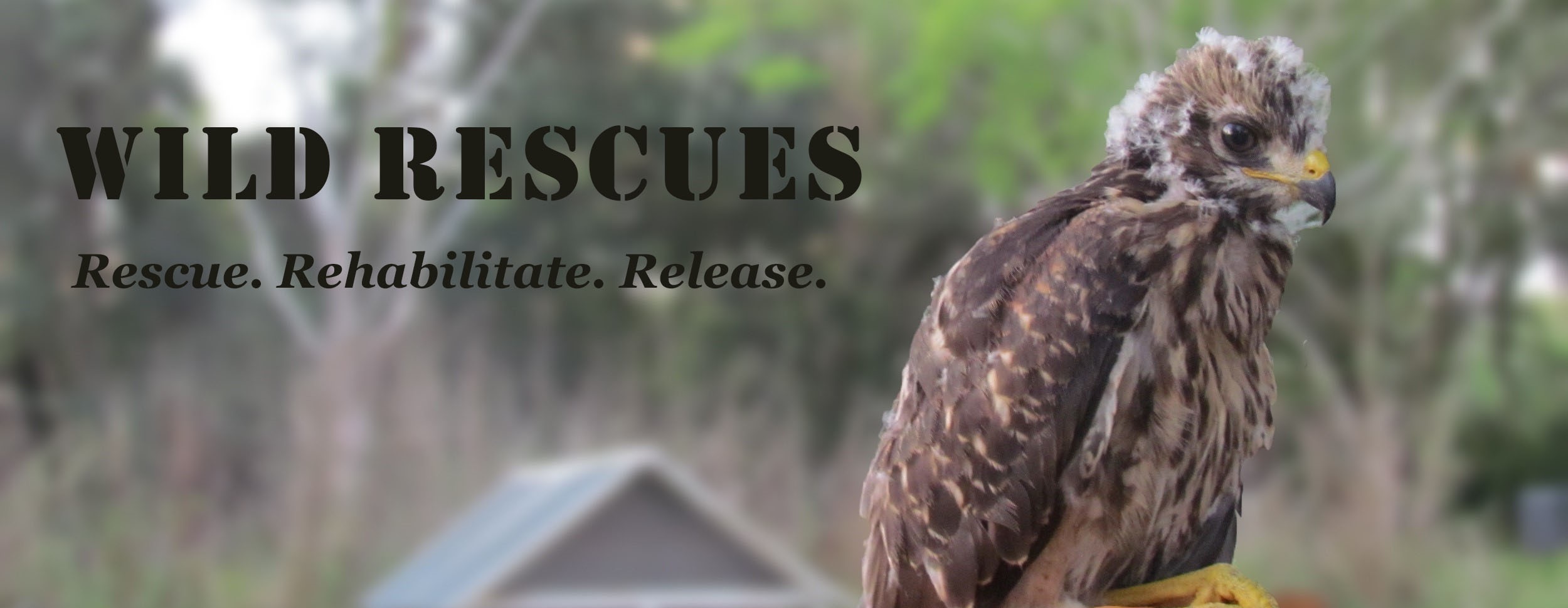 baby hawk in flight